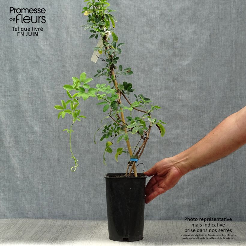 Esimerkki kesällä toimitetusta Rinneakebia Cream Form Pot de 2L/3L-taimesta