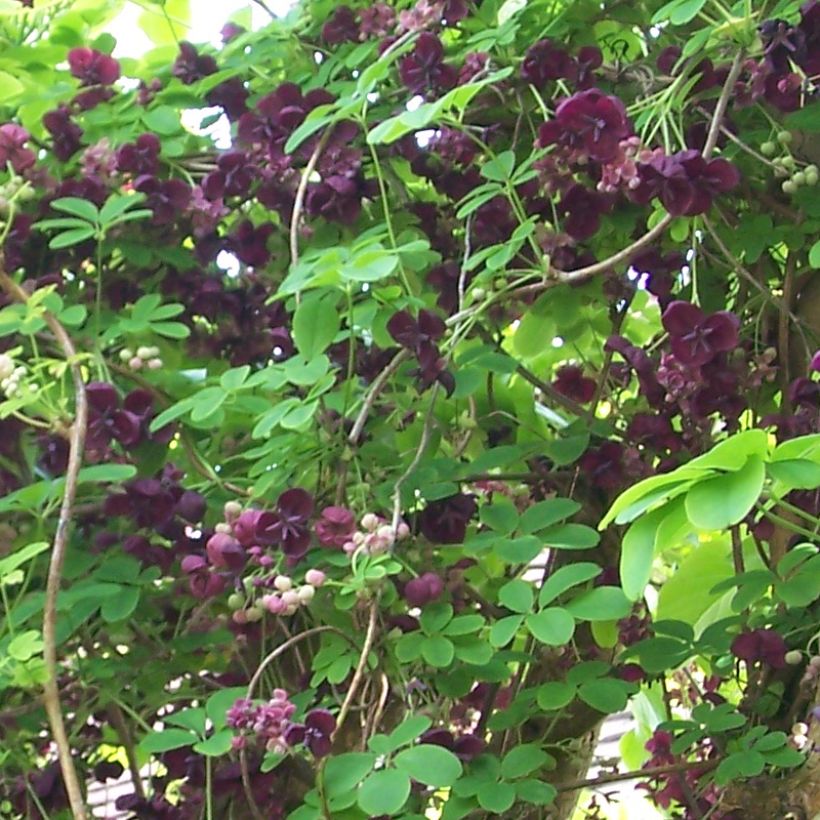 Rinneakebia var. Rosea (Kukinta)