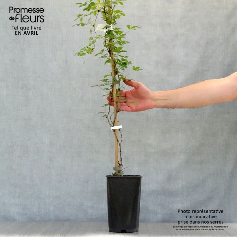 Example of Rinneakebia Silver Bells Pot de 2L/3L as you get in printemps