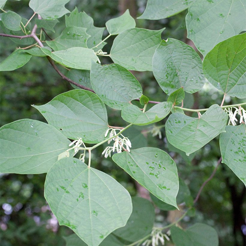 Alangium chinense (Lehvistö)