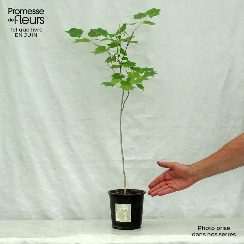 Esimerkki kesällä toimitetusta Alangium chinense Pot de 7,5L/10L-taimesta