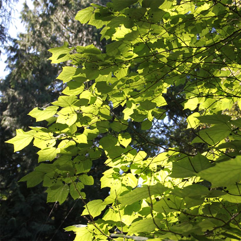 Alangium platanifolium (Lehvistö)