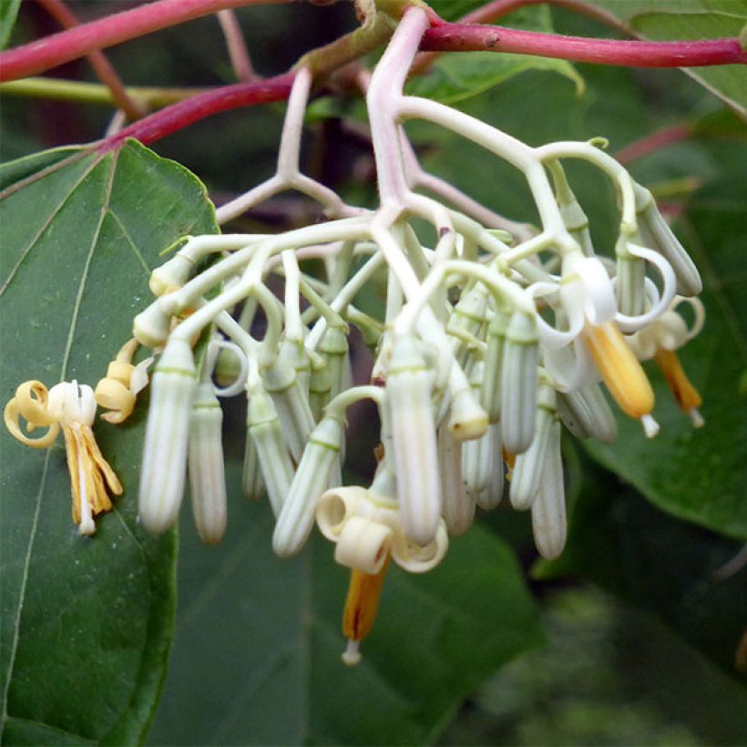 Alangium platanifolium (Kukinta)