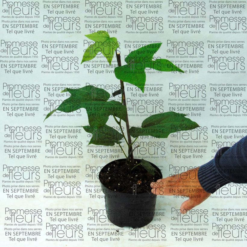 Esimerkki toimitetusta Alangium platanifolium Pot de 2L/3L-taimesta