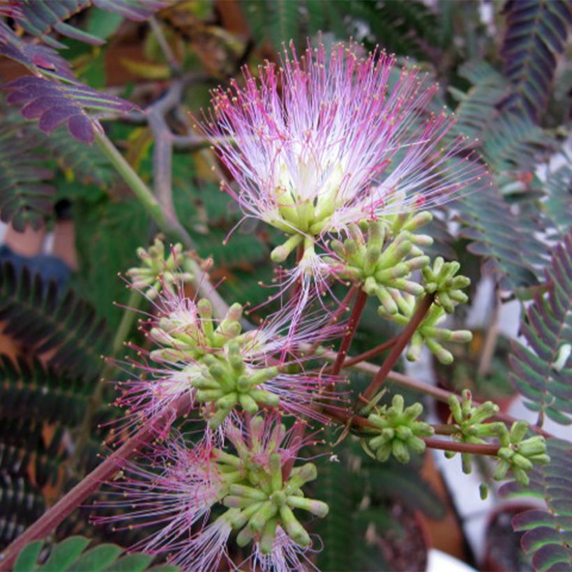 Silkkialbitsia Evey's Pride (Kukinta)