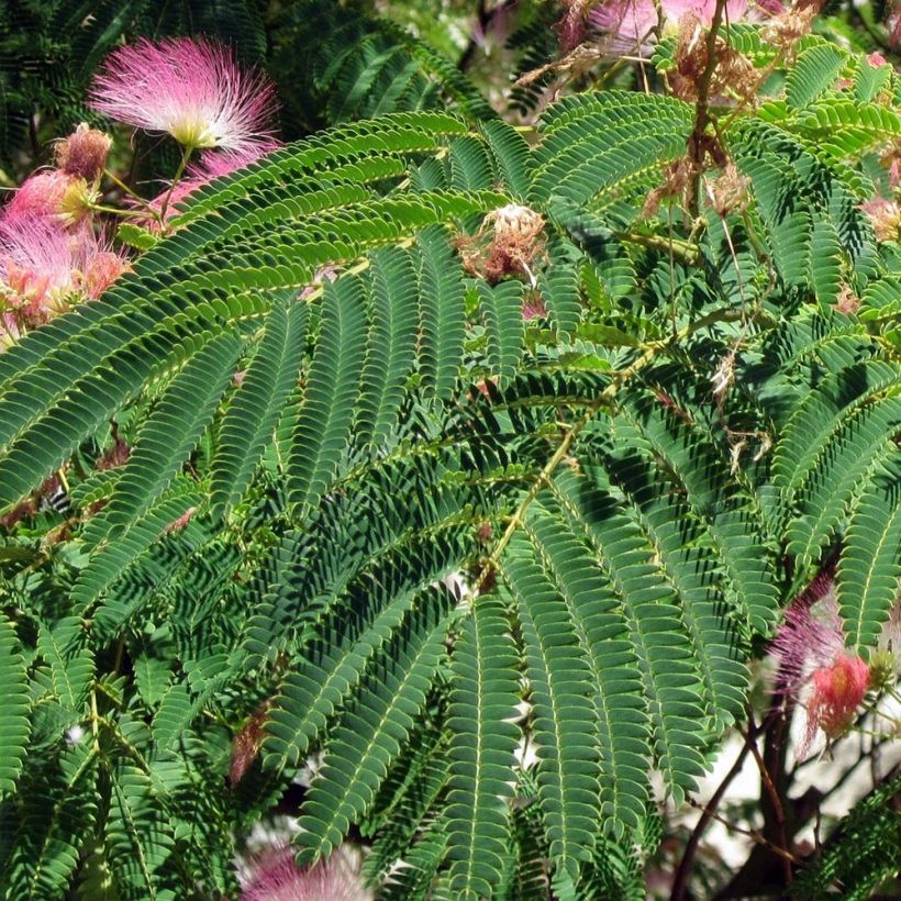 Silkkialbitsia Rosea (Lehvistö)