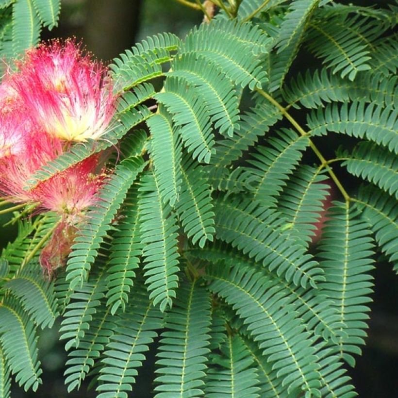 Silkkialbitsia Rouge Selection (Lehvistö)