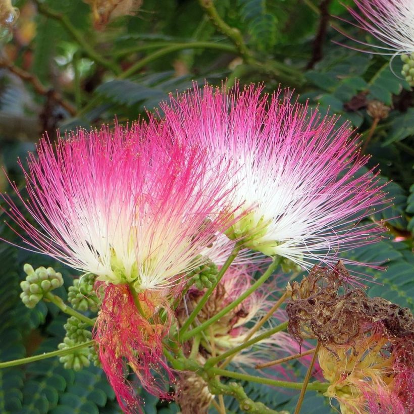 Silkkialbitsia Rouge Selection (Kukinta)