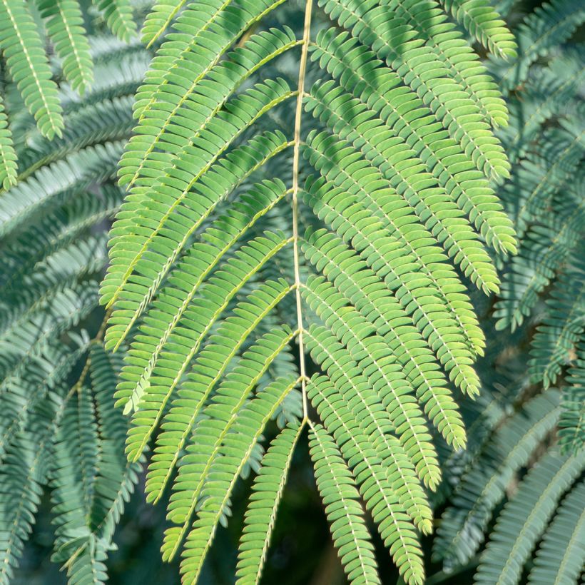Silkkialbitsia Shidare (Lehvistö)