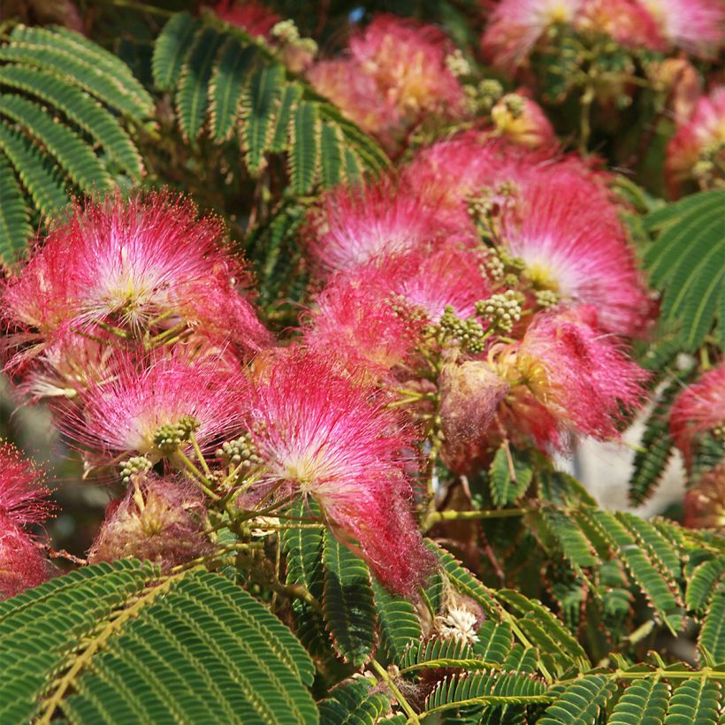 Silkkialbitsia Shidare (Kukinta)