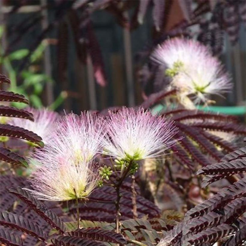 Silkkialbitsia Summer Chocolate (Kukinta)