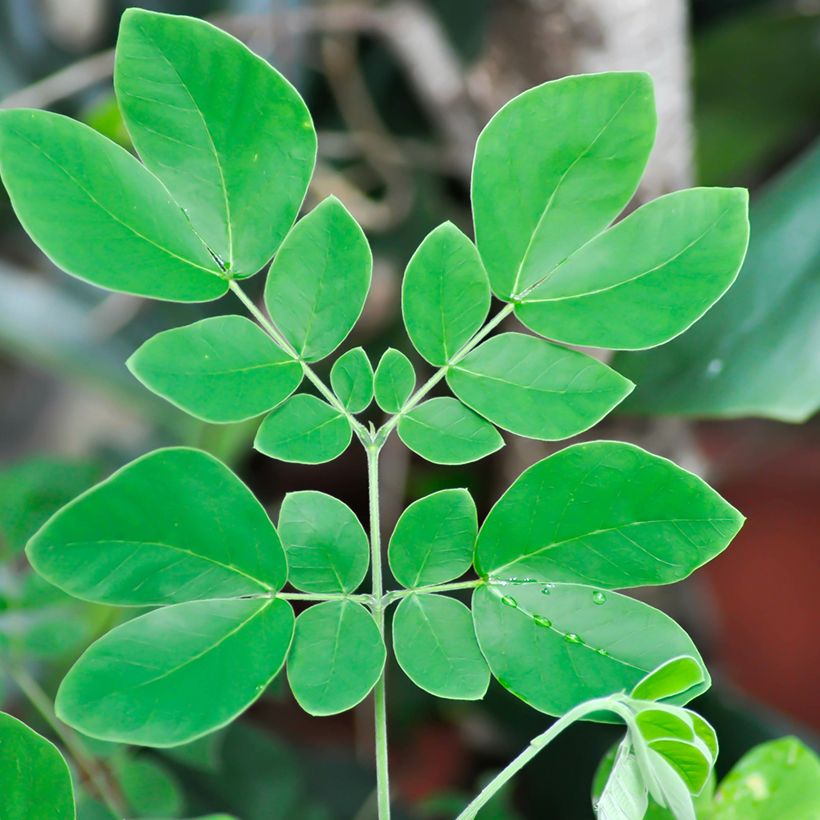 Albizzia saman (Lehvistö)