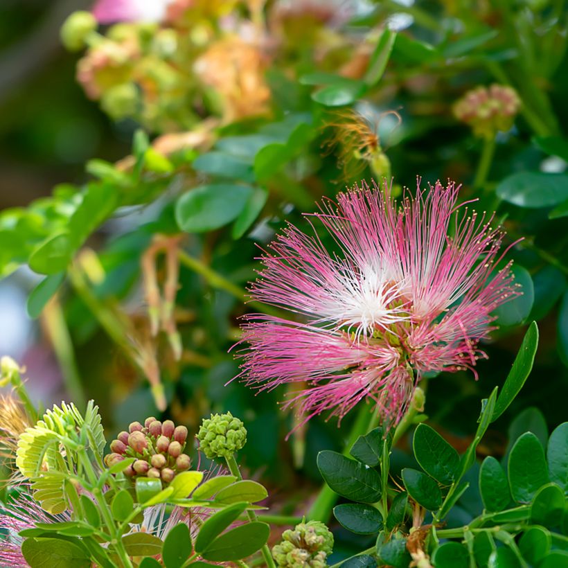 Albizzia saman (Kukinta)