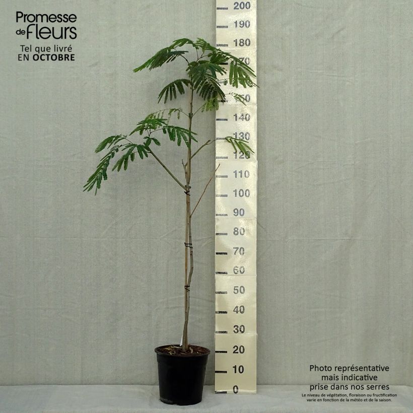 Esimerkki syksyllä toimitetusta Silkkialbitsia Tropical Dream 7,5 litran / 10 litran ruukku-taimesta