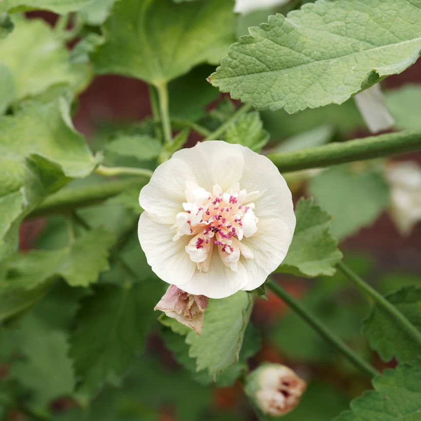 Alcalthaea suffrutescens Parkallee (Kukinta)