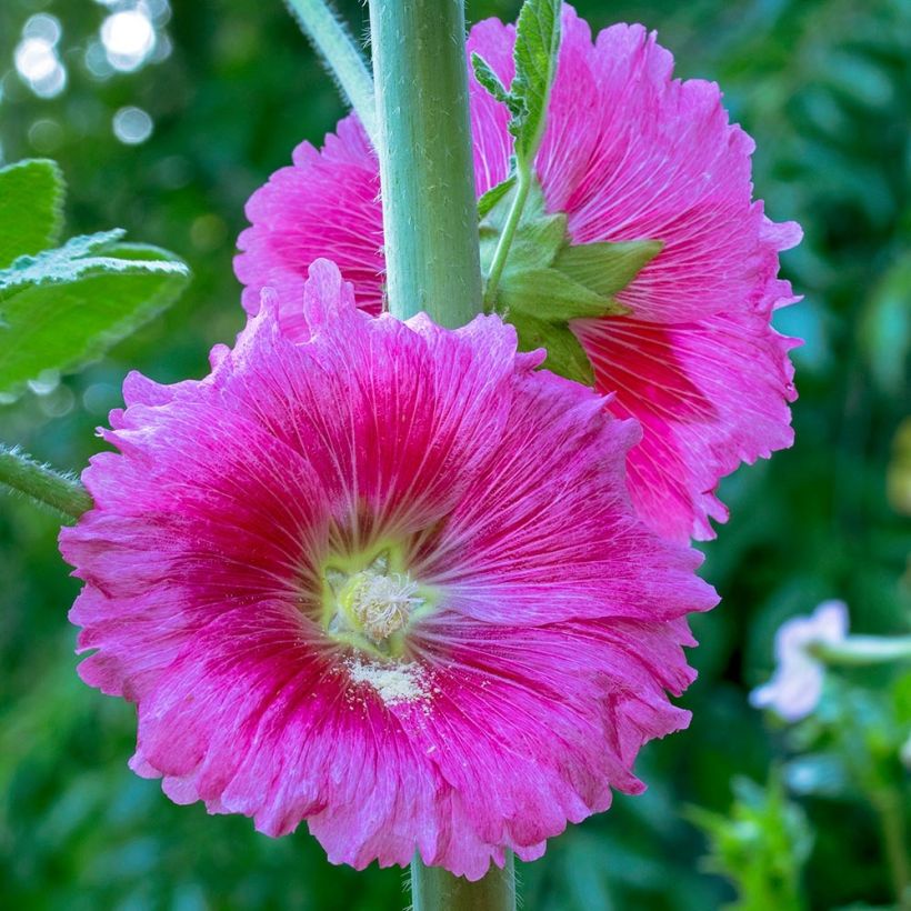 Liuskasalkoruusu - Alcea ficifolia (Kukinta)