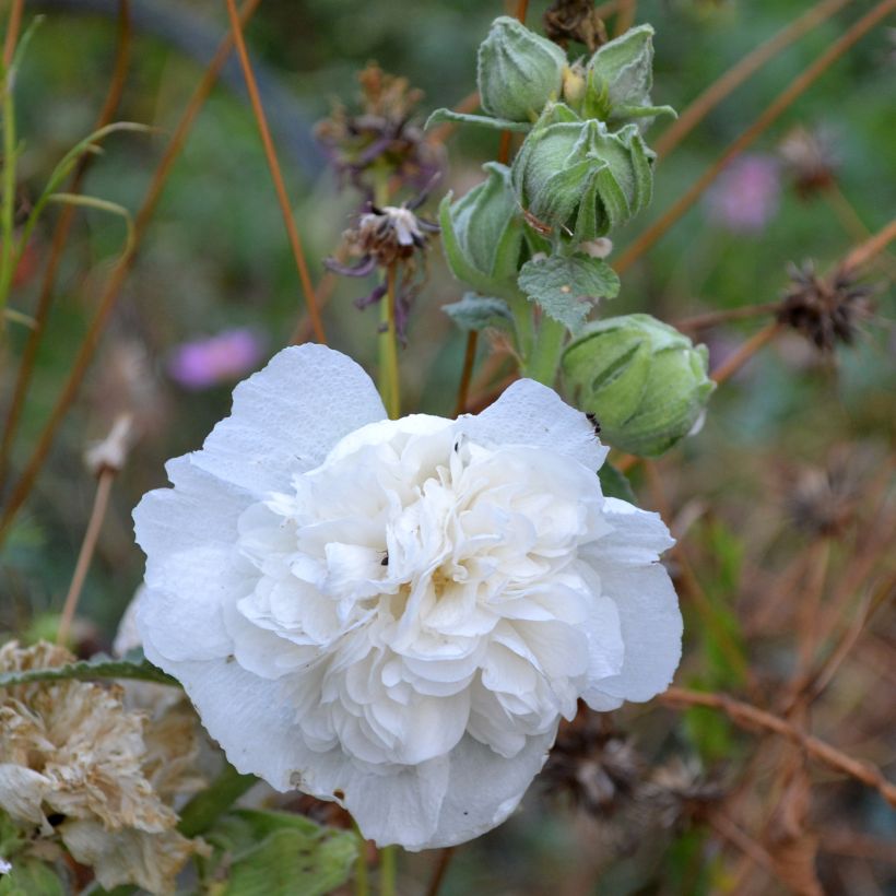 Tarhasalkoruusu Chater’s Double Icicle (siemenet) (Kukinta)