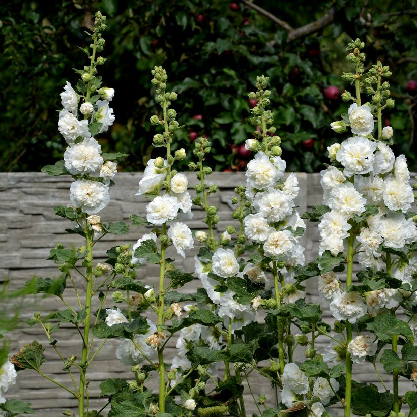 Tarhasalkoruusu Chater’s Double Icicle (siemenet) (Kasvutapa)