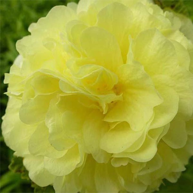 Tarhasalkoruusu Chater's Double Jaune (Kukinta)
