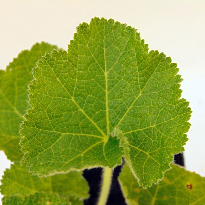 Tarhasalkoruusu Chater's Double Violet (Lehvistö)