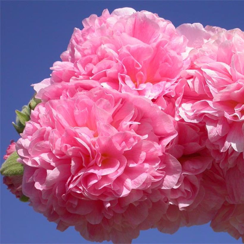Tarhasalkoruusu Chater's Double Rose (Kukinta)
