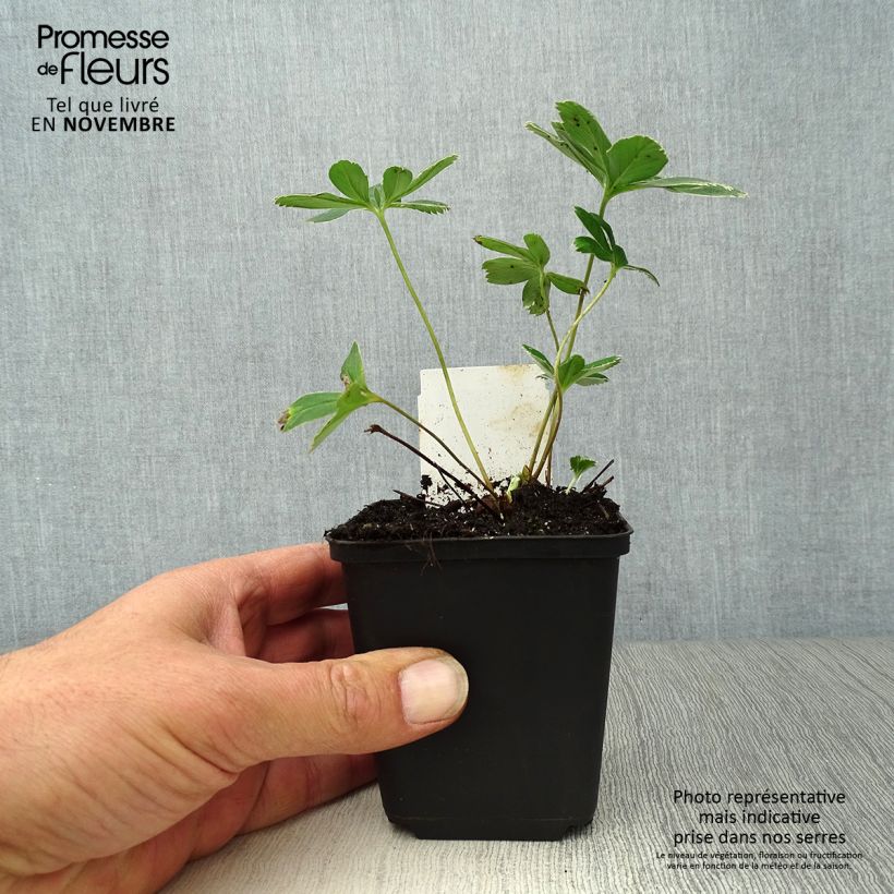 Esimerkki syksyllä toimitetusta Tunturipoimulehti - Alchemilla alpina 8/9 cm taimiruukku-taimesta