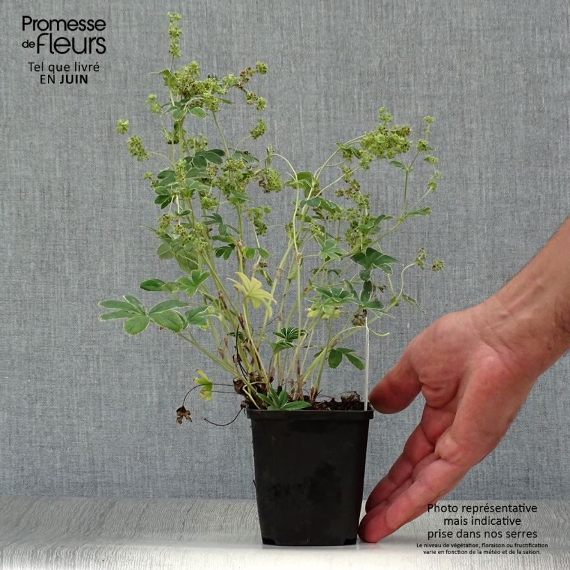Esimerkki kesällä toimitetusta Tunturipoimulehti - Alchemilla alpina Godet de 8/9 cm-taimesta