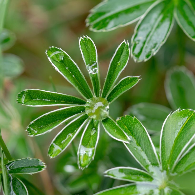Tunturipoimulehti - Alchemilla alpina (Lehvistö)