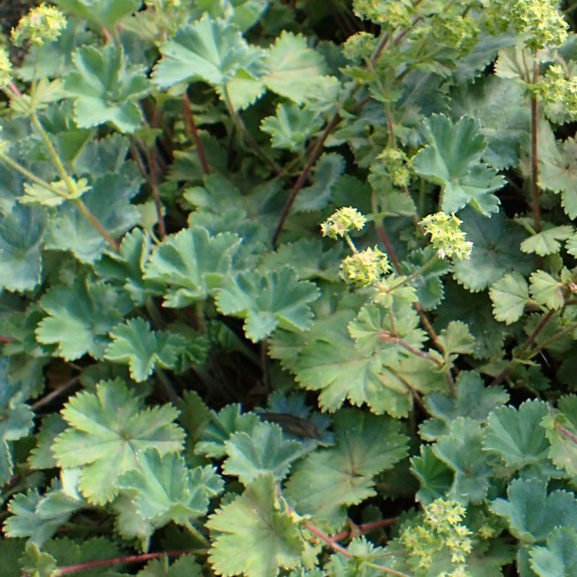 Poimulehti - Alchemilla caucasica (Lehvistö)