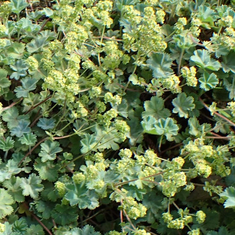Poimulehti - Alchemilla caucasica (Kukinta)