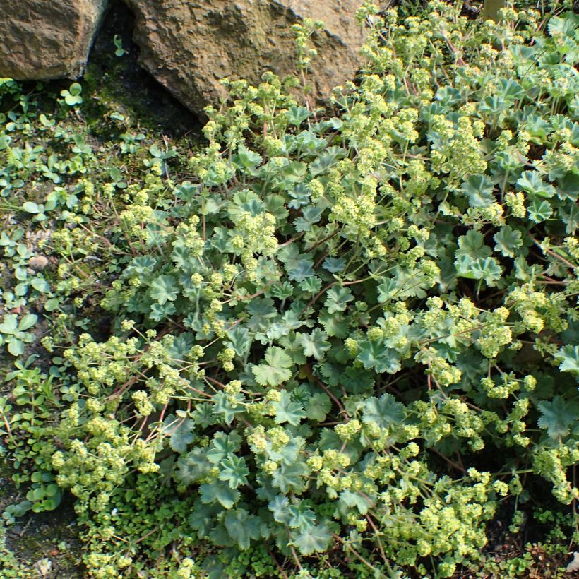 Poimulehti - Alchemilla caucasica (Kasvutapa)