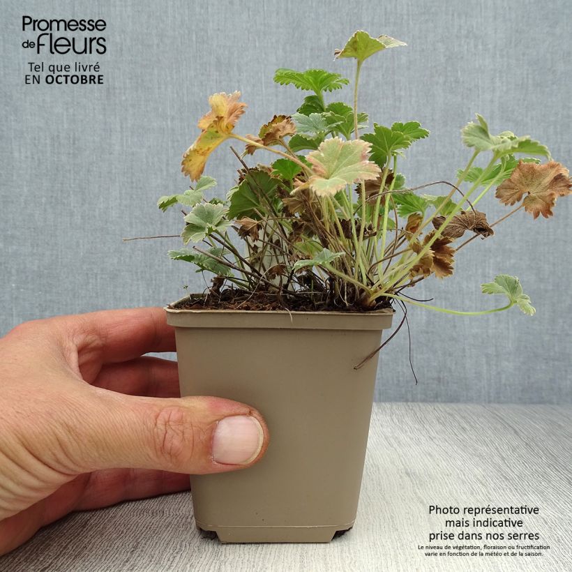 Esimerkki syksyllä toimitetusta Poimulehti - Alchemilla caucasica 8/9 cm taimiruukku-taimesta