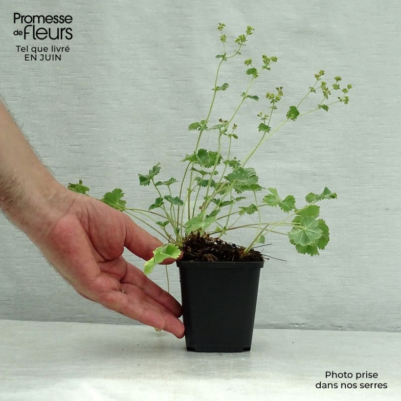 Esimerkki kesällä toimitetusta Poimulehti - Alchemilla caucasica Godet de 8/9 cm-taimesta