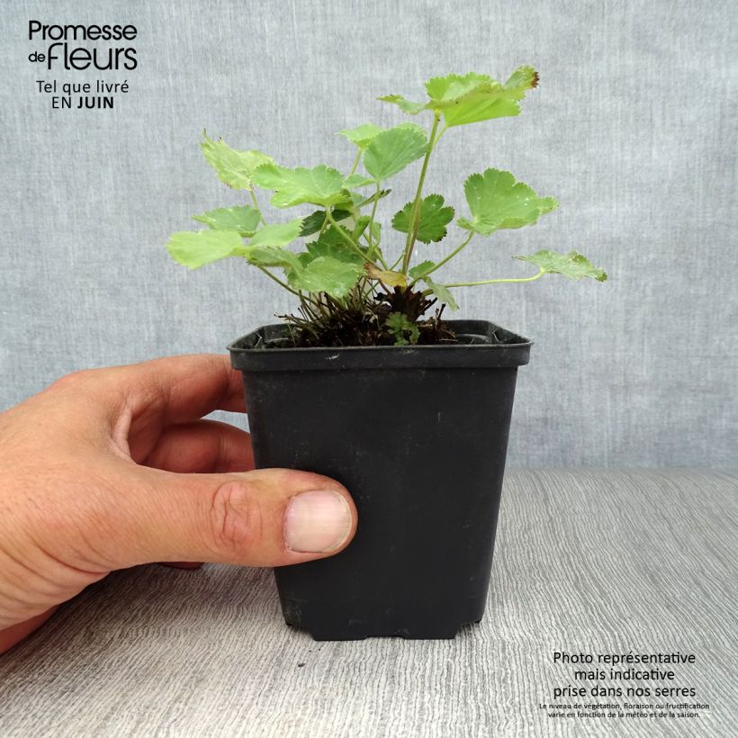 Esimerkki kesällä toimitetusta Komeapoimulehti - Alchemilla epipsila Godet de 8/9 cm-taimesta