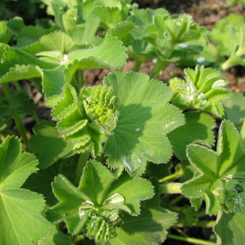 Komeapoimulehti - Alchemilla epipsila (Lehvistö)