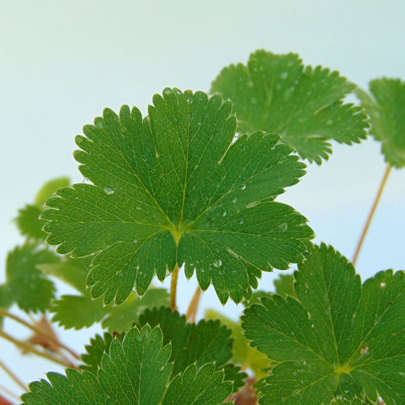 Reunuspoimulehti - Alchemilla erythropoda (Lehvistö)