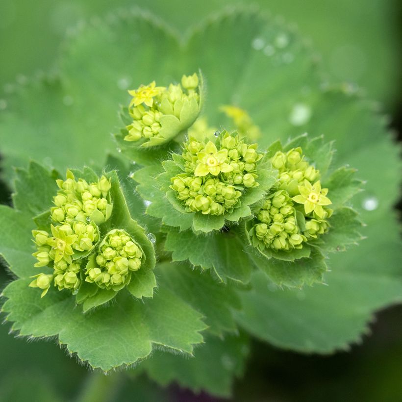 Jättipoimulehti - Alchemilla mollis (Kukinta)