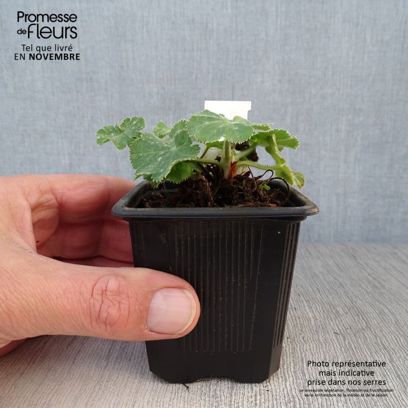 Esimerkki syksyllä toimitetusta Jättipoimulehti - Alchemilla mollis 8/9 cm taimiruukku-taimesta
