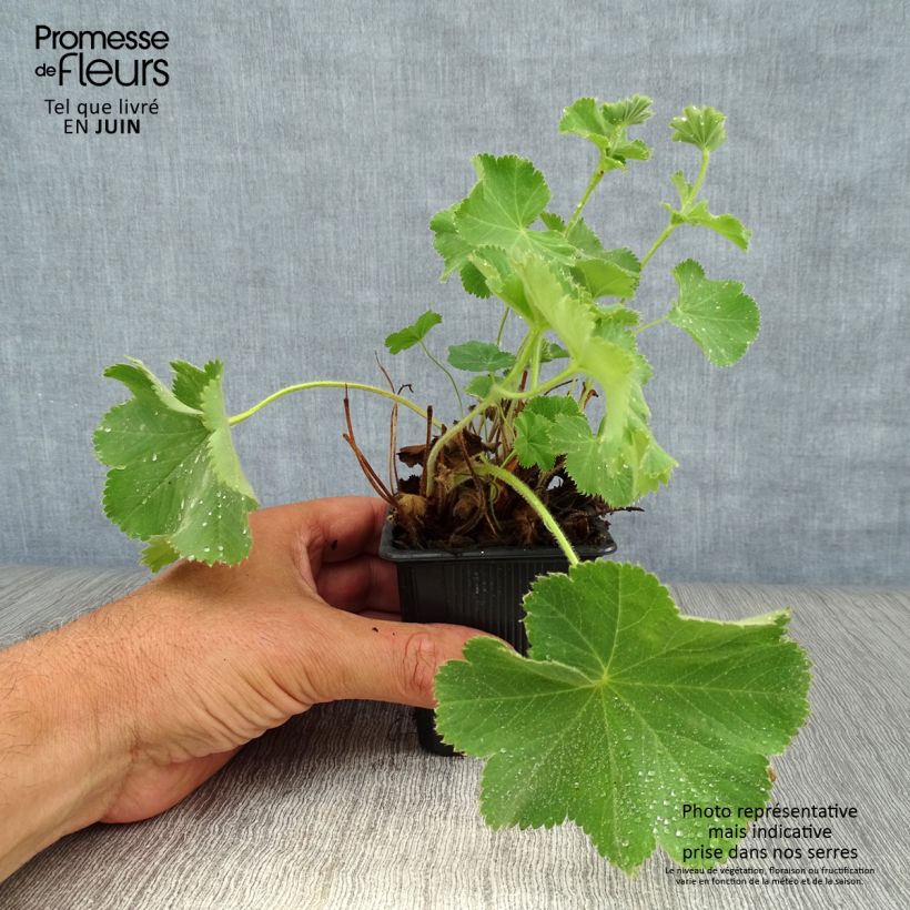 Esimerkki kesällä toimitetusta Jättipoimulehti - Alchemilla mollis Taimiruukku 8/9 cm-taimesta