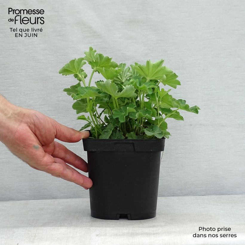 Esimerkki kesällä toimitetusta Jättipoimulehti - Alchemilla mollis Ruukku 2L / 3L-taimesta