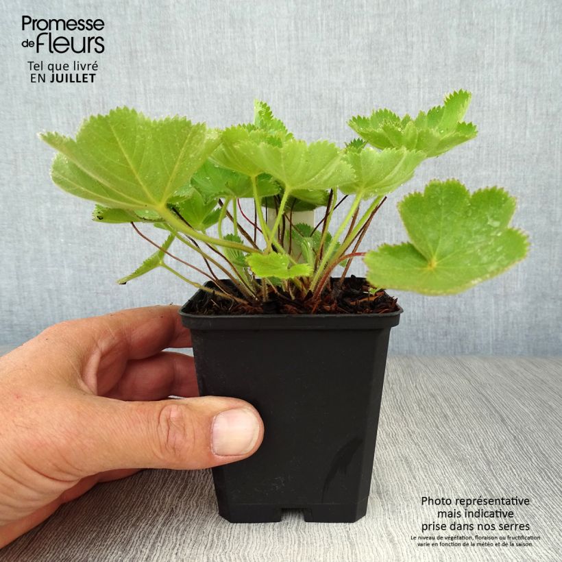 Esimerkki kesällä toimitetusta Poimulehti - Alchemilla vulgaris Taimiruukku 8/9 cm-taimesta