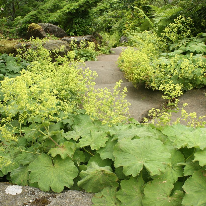 Poimulehti - Alchemilla vulgaris (Kasvutapa)