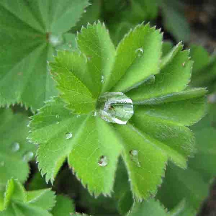 Poimulehti - Alchemilla vulgaris (Lehvistö)