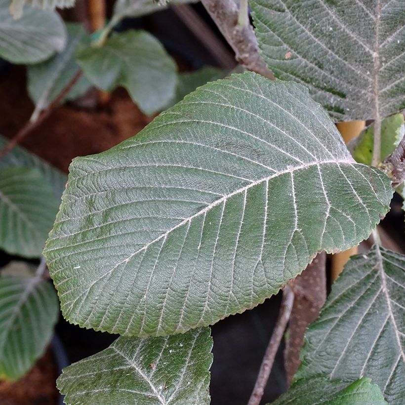 Saksanpihlaja Lutescens (Lehvistö)