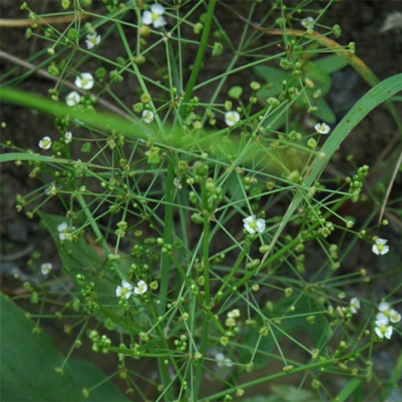 Alisma parviflora (Kukinta)