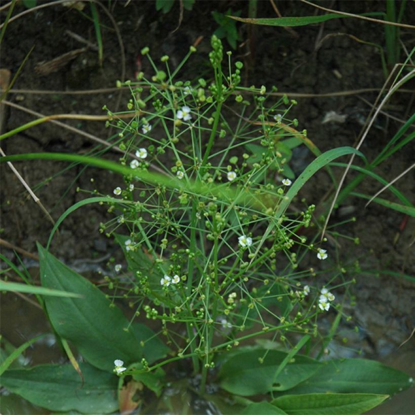 Alisma parviflora (Kasvutapa)