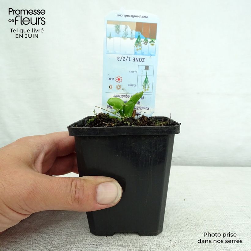 Esimerkki kesällä toimitetusta Alisma parviflora Taimiruukku 8/9 cm-taimesta