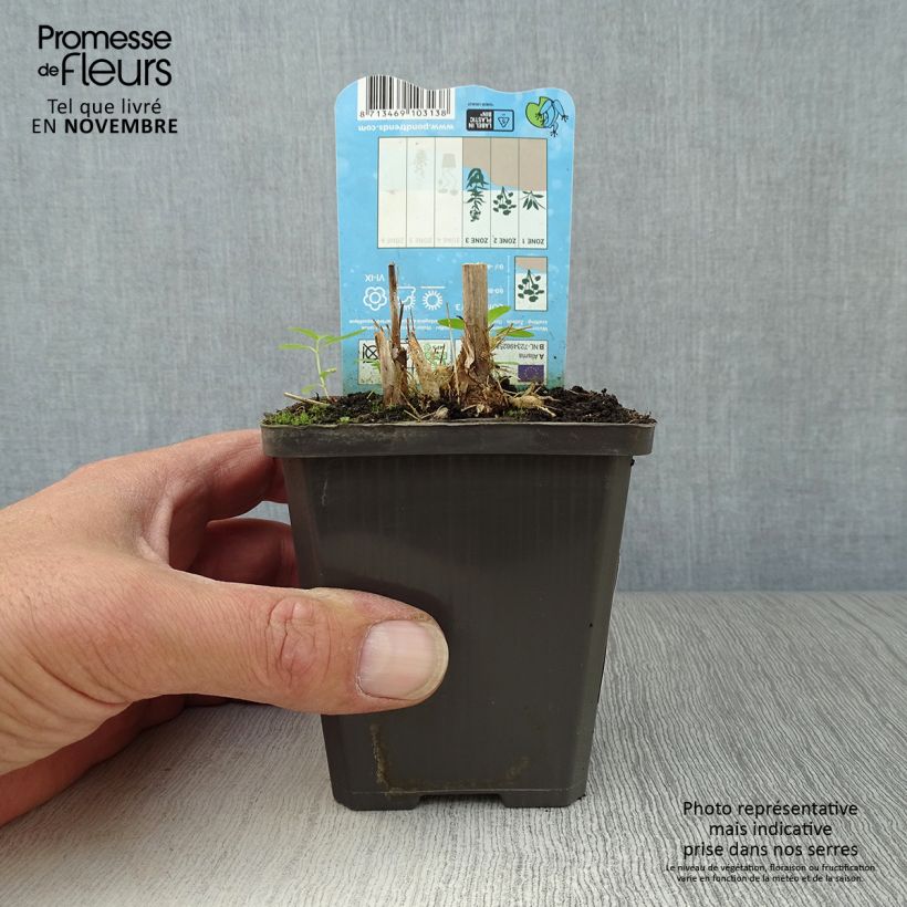 Esimerkki syksyllä toimitetusta Alisma parviflora 8/9 cm taimiruukku-taimesta