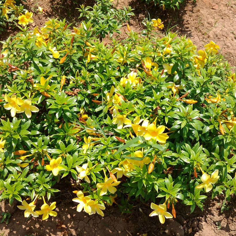 Köynnöskustaankukka - Allamanda cathartica (Kasvutapa)