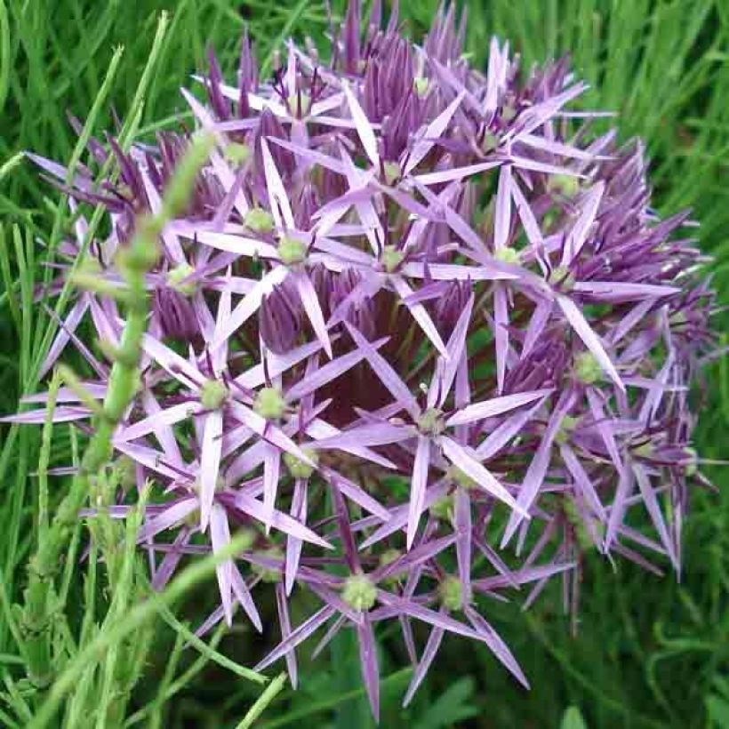 Tähtilaukka - Allium christophii (Kukinta)